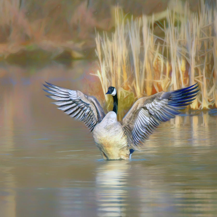 Spread Your Wings - Canada Goose Photograph by Nikolyn McDonald