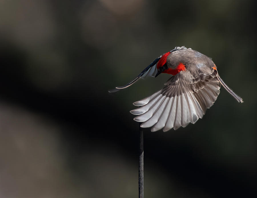 Flycatcher Photograph - Spread Your Wings by Jon W Wallach