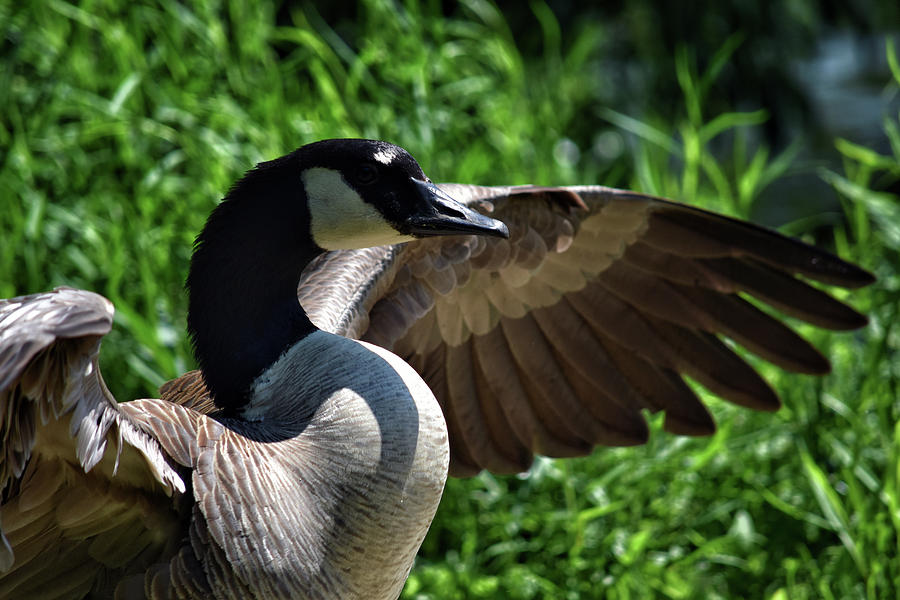 Goose Photograph - Spread Your Wings by Maria Keady
