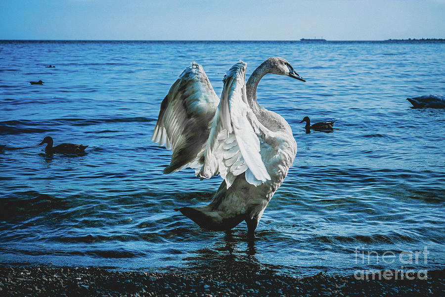 Spread Your Wings. Trumpeter Swan Photograph by Stephen Geisel Spread Your Wings. Trumpeter Swan Photograph by Stephen Geisel