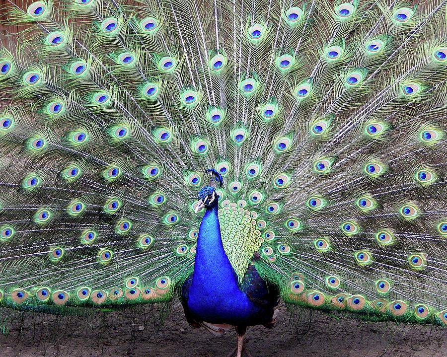 Spreading Peacock Photograph by Jerry Griffin