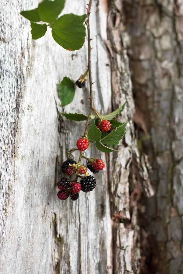 Sprig Of Blackberries Hanging On Trunk Of Old Tree Photograph by Sabine Lscher