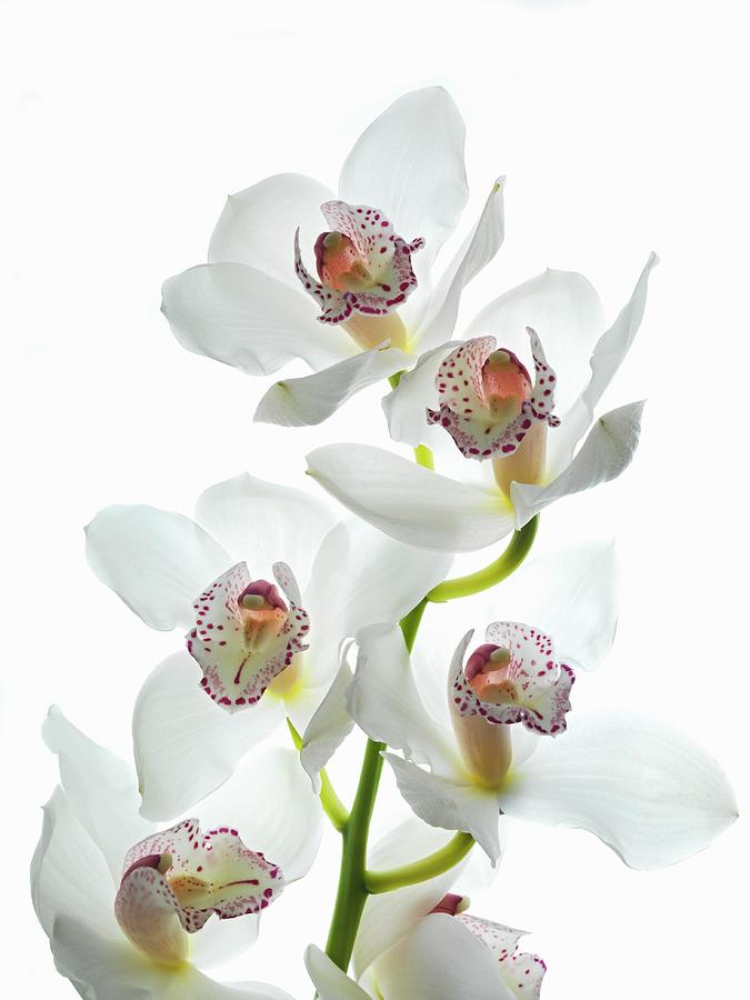 Sprig Of White Flowering Orchid With Violet Spotted Lips Photograph by Johannes Grau
