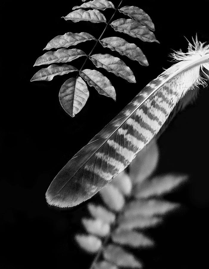 Still Life Photograph - Sprigs And A White Eagle Feather by Makoto Inaba