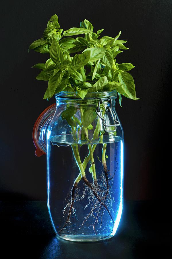 Sprigs Of Basil With Roots In A Preserving Jar Of Water Photograph by Magdalena Hendey