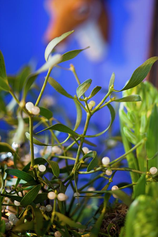 Sprigs Of Mistletoe As Christmas Decoration Photograph by Per Magnus Persson