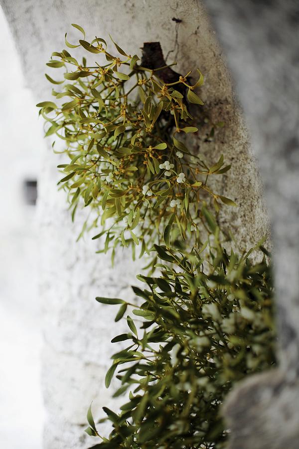 Sprigs Of Mistletoe Hanging Hanging On Old Stone Wall Photograph by Christoph Dpper