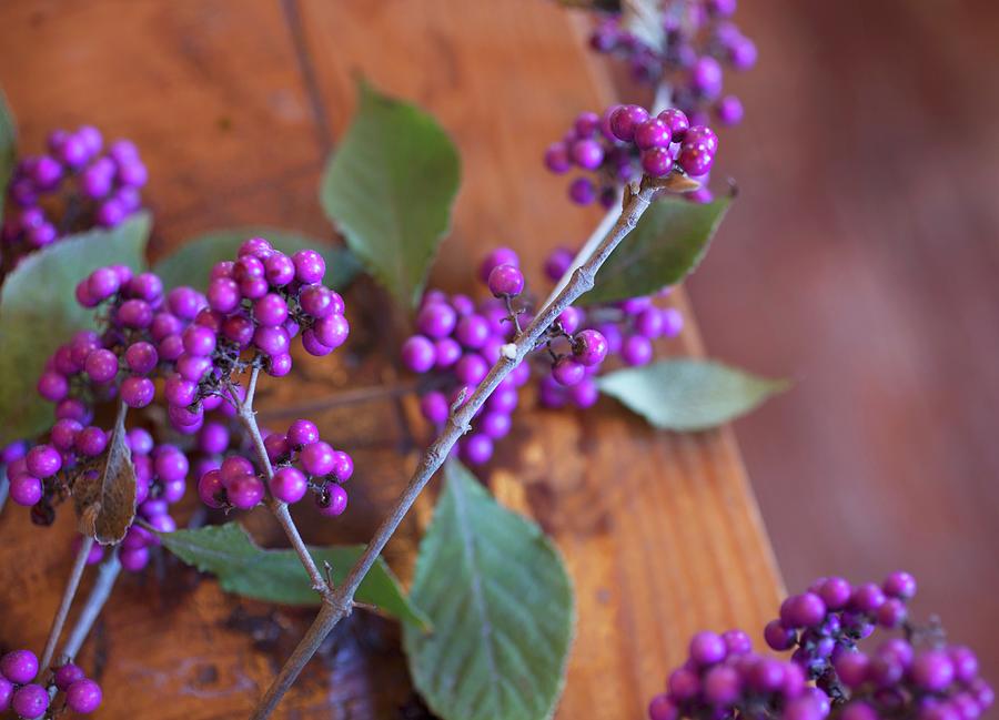 Sprigs Of Purple Beautyberry callicarpa Photograph by Katharine Pollak