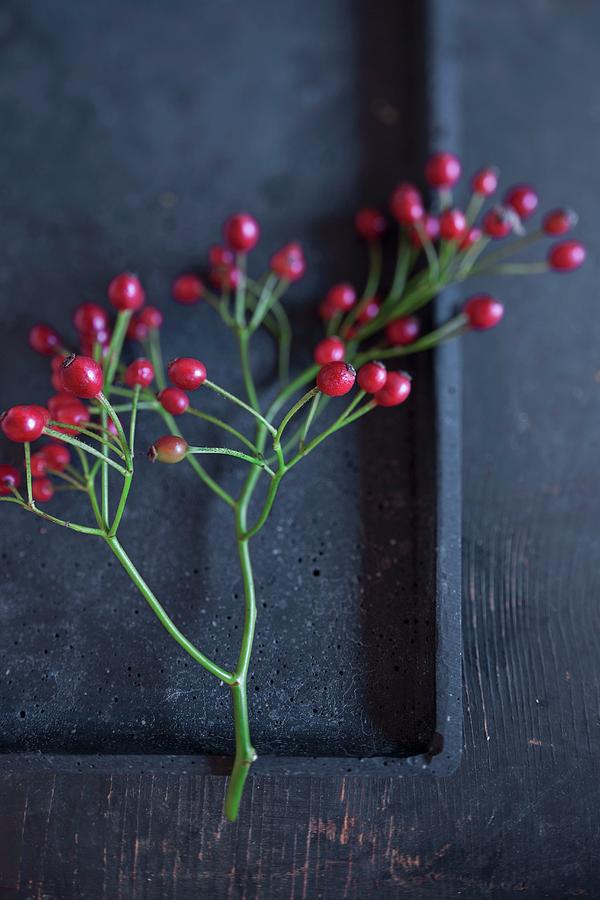 Sprigs Of Rose Hips On Black Tray Photograph by Pia Simon