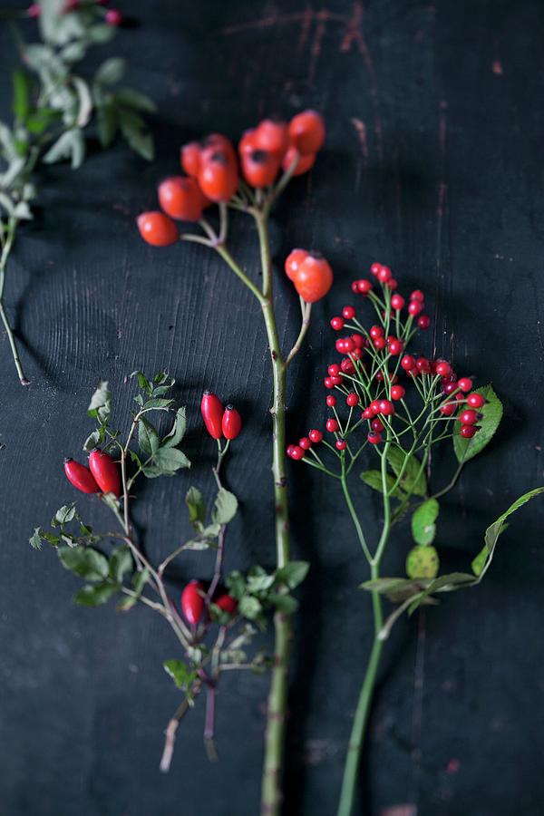 Sprigs Of Various Rose Hips On Black Background Photograph by Pia Simon
