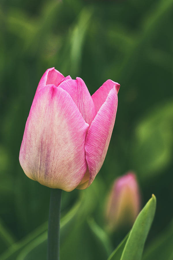 Spring, A Public City Park Tulips Closeup Photograph