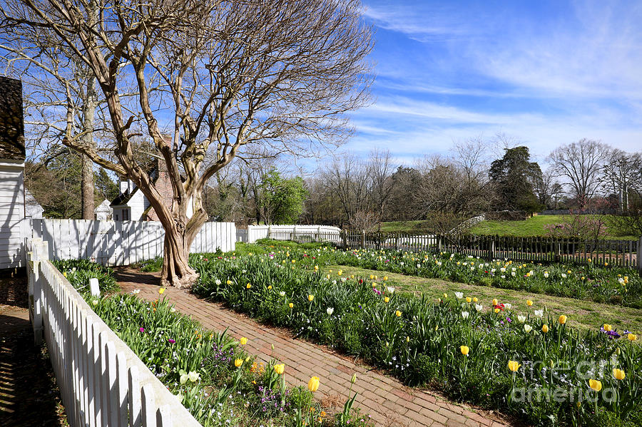 Spring Afternoon in Colonial Williamsburg by Rachel Morrison Spring Afternoon in Colonial Williamsburg by Rachel Morrison