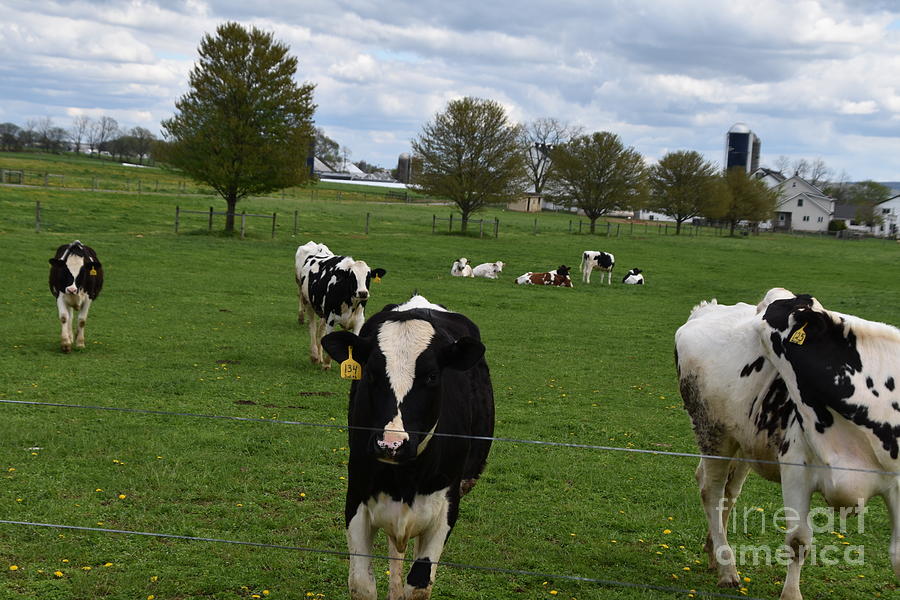 Spring Afternoon with Cows in the Amish Country Photograph by Christine Clark