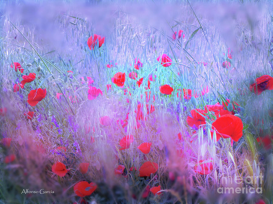 Spring by Alfonso Garcia Spring by Alfonso Garcia