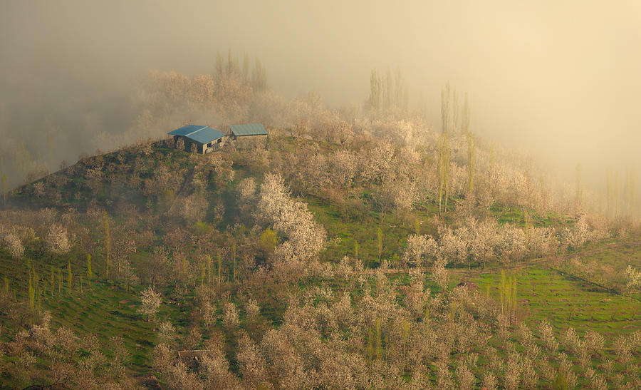 Spring Photograph by Ali Fallahzadeh