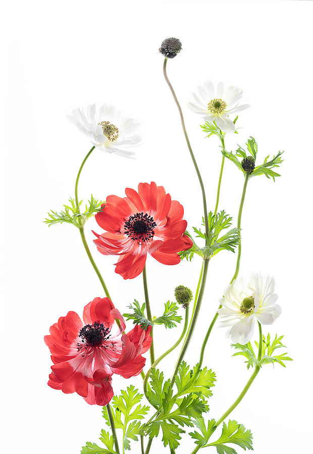 Flower Photograph - Spring Anemone Family by Ipuravida