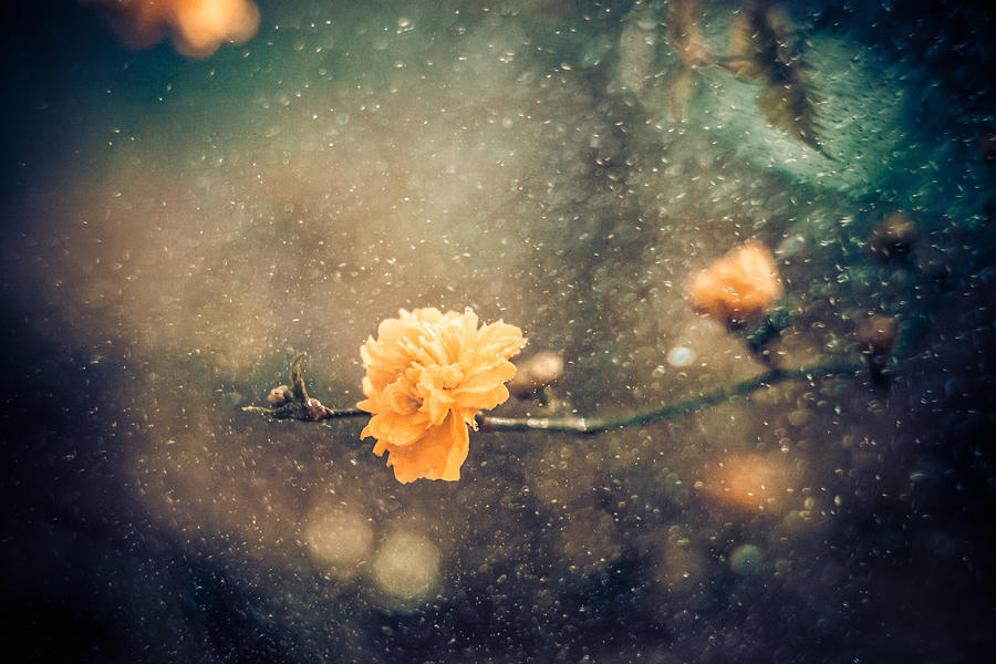 Flower Photograph - Spring by Antnio Bernardino Coelho