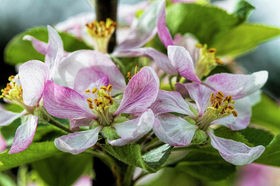 Spring Apple Blossom Loveliness Photograph by Kathy Clark