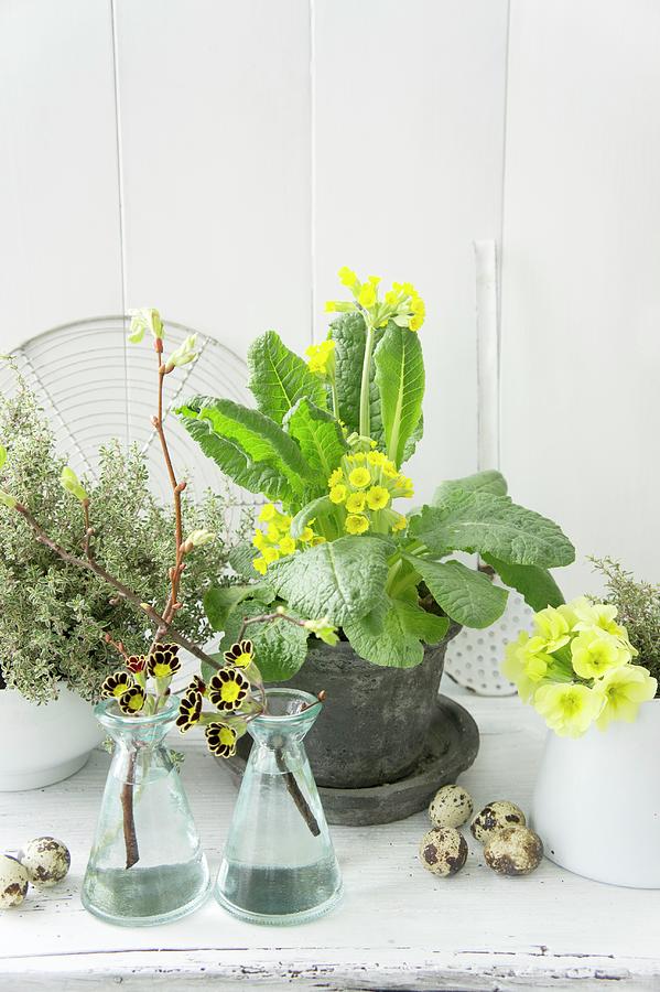 Spring Arrangement Of Cowslips And Quail Eggs Photograph by Martina Schindler