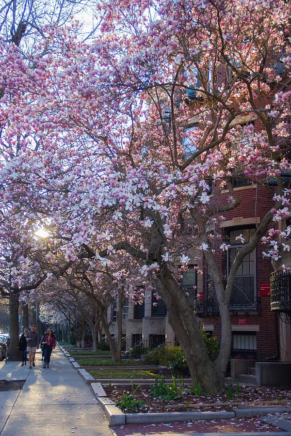 Spring at Boston University Photograph by Alexandra Herzog Fine Art