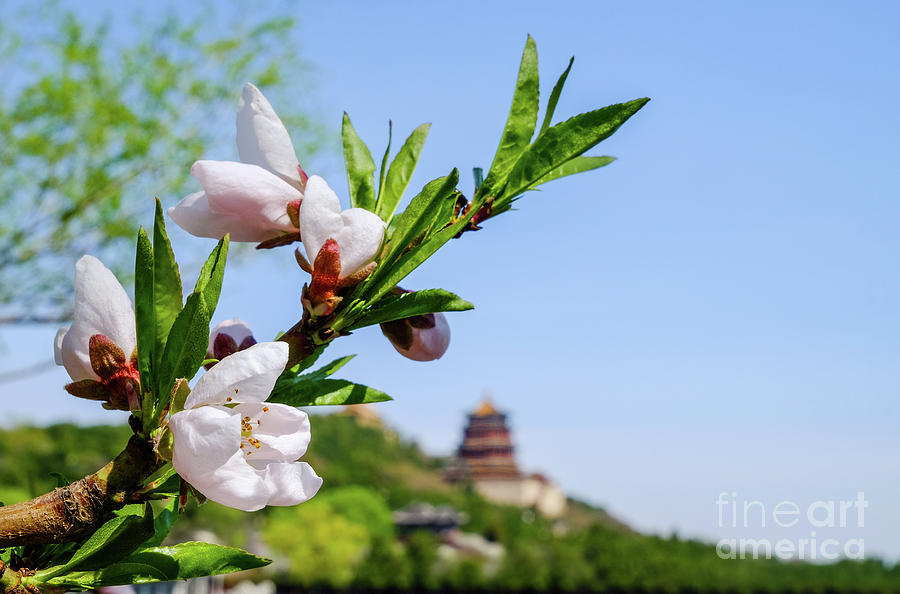Spring Photograph - Spring at the Summer Palace by Iryna Liveoak