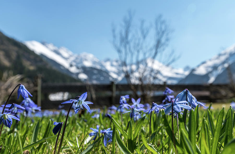 Spring Awakening With The First Early Bloomers Of The Alps And Mountain Flowers, Stillachtal Near Oberstdorf In Oberallgu Photograph by Martin Siering Photography