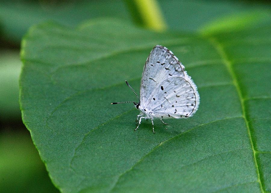 spring azure butterfly