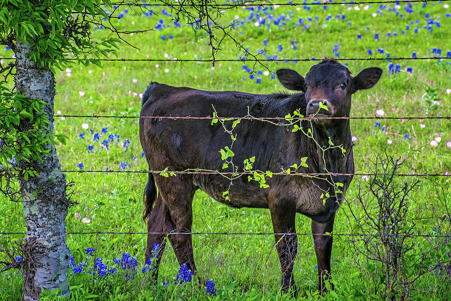 Spring Babe in the Bluebonnets Photograph by Lynn Bauer