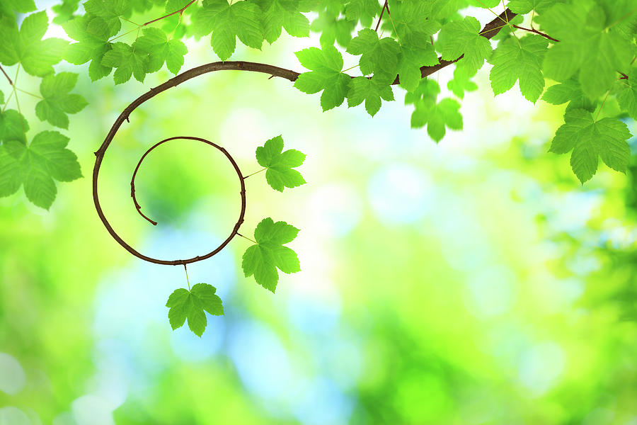 Spring Background Photograph by Borchee