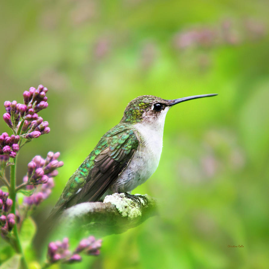 Spring Beauty Hummingbird Square Photograph by Christina Rollo