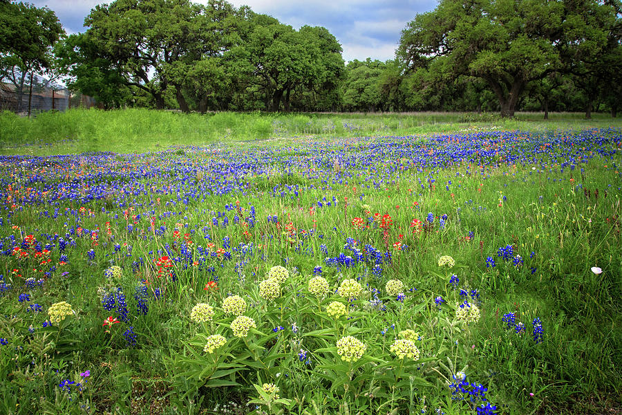 Spring Beauty in Boerne Photograph by Lynn Bauer