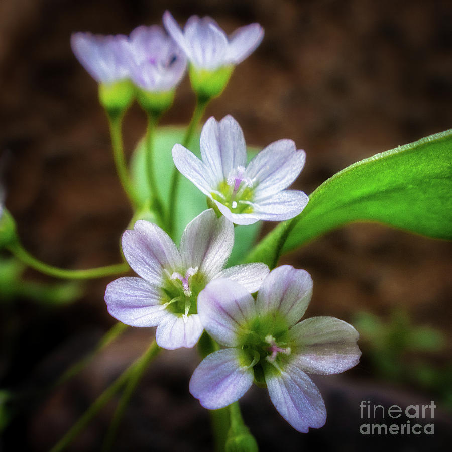 Spring Beauty Photograph by Roxie Crouch