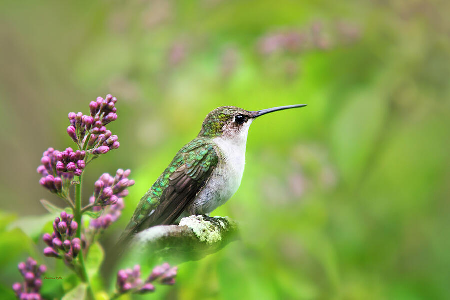 Hummingbird Photograph - Spring Beauty Ruby Throat Hummingbird by Christina Rollo