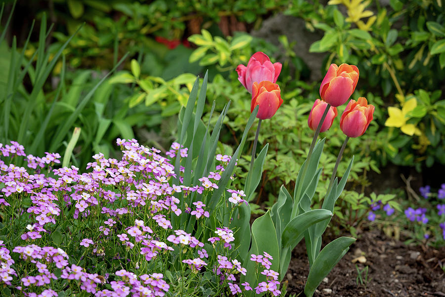 Spring Bed With Tulips And Rockcress Photograph by Ira Hilger