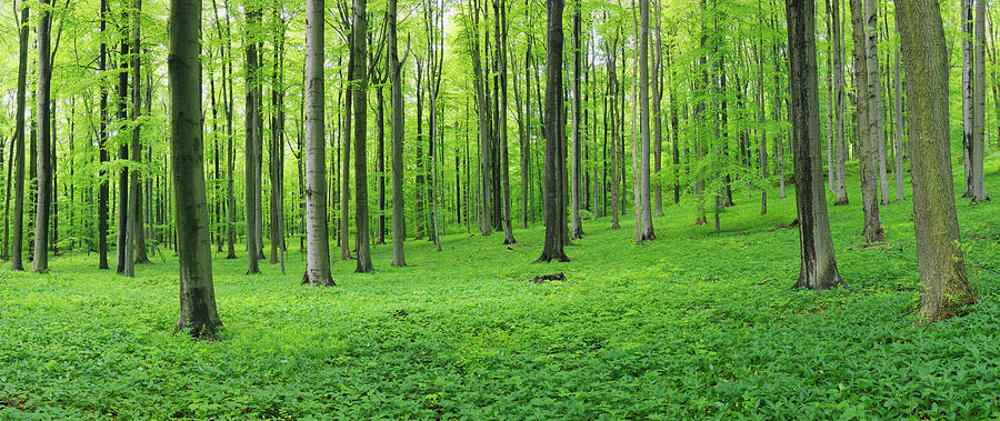 Spring Beech Forest With Lush Green Photograph by Martin Ruegner