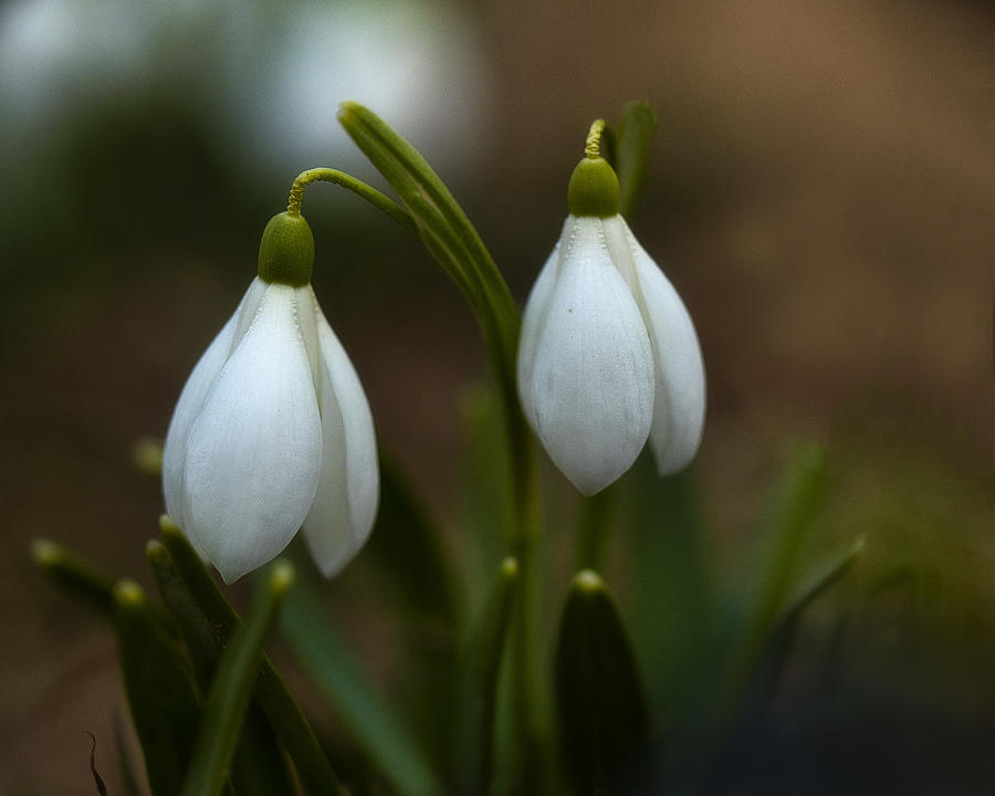 Spring Bells Photograph by Nicolae  Stefanel Rusu