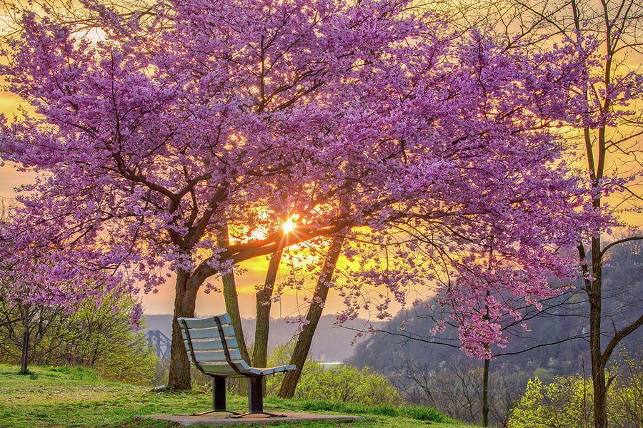 Spring Bench in Beaver 2 by Emmanuel Panagiotakis Spring Bench in Beaver 2 by Emmanuel Panagiotakis
