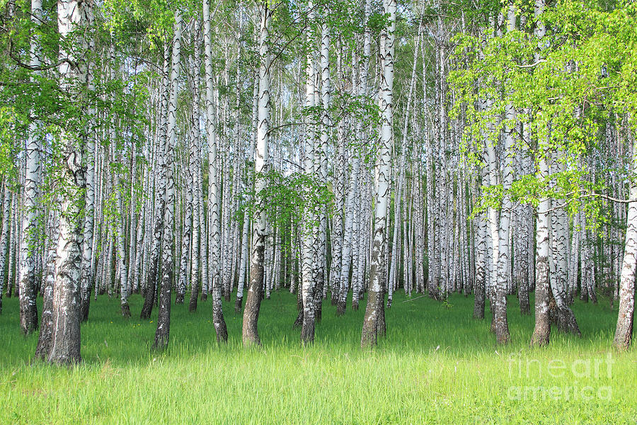 Birch Grove Br