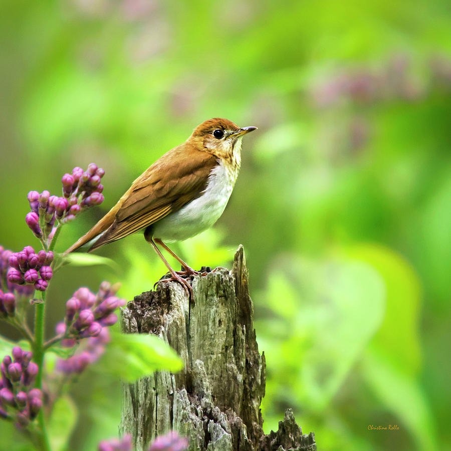 Spring Bird Veery Square Photograph by Christina Rollo