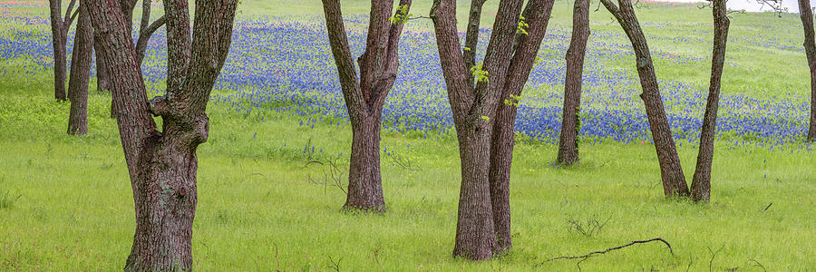 Spring Bloom Along The Ennis Bluebonnet Trail - Spring Texas Panorama Photograph