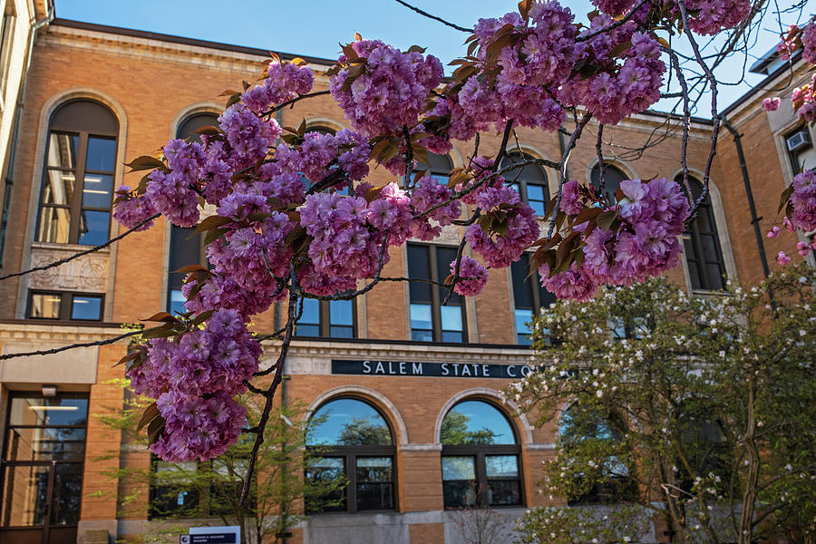 Spring Bloom at Salem State University Salem MA Photograph by Toby McGuire