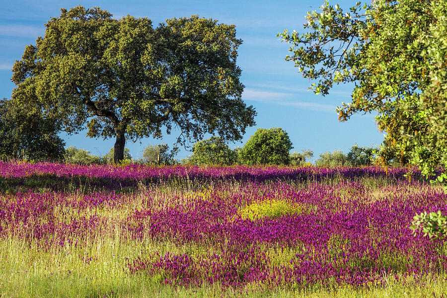 Spring Bloom, Extremadura, Spain Digital Art by Ugo Mellone