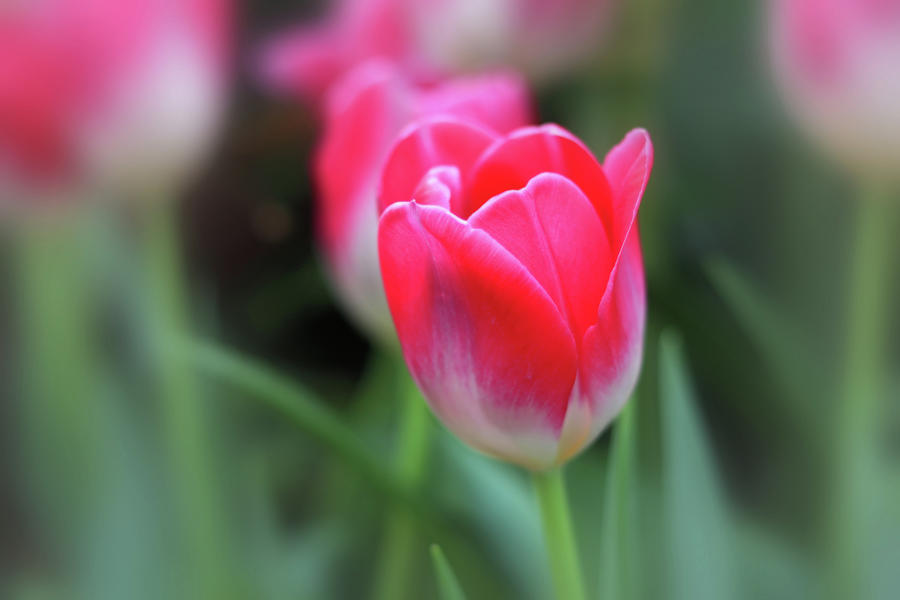 Spring Bloom III Photograph by Carol Montoya