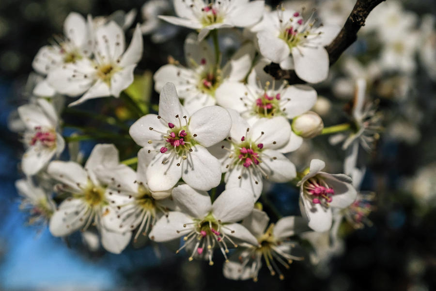 Spring Bloom in Richmond VA Photograph by Doug Ash