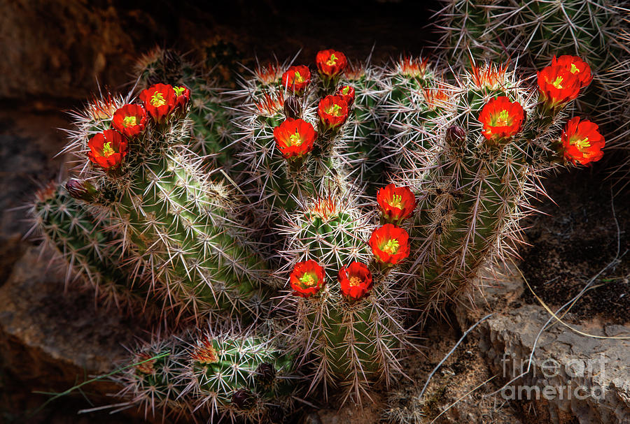 Spring Bloom by Scott Kemper Spring Bloom by Scott Kemper