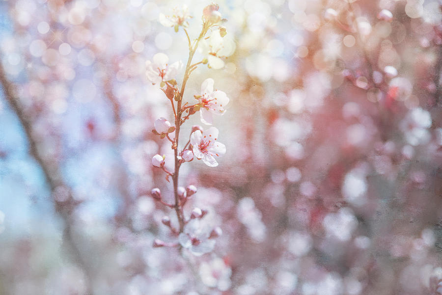 Flower Photograph - Spring Blooms 02 by Lightboxjournal