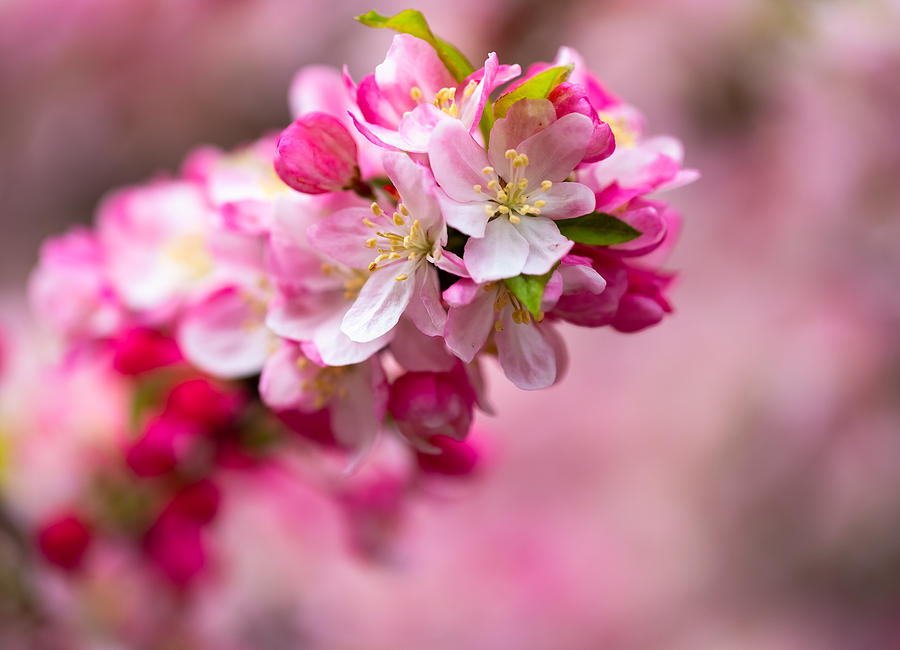 Spring Blooms Photograph by Roberta Kayne