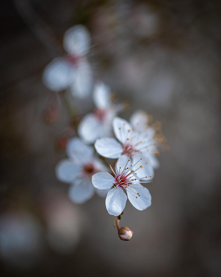 Spring Blooms Photograph by Sergio Barboni