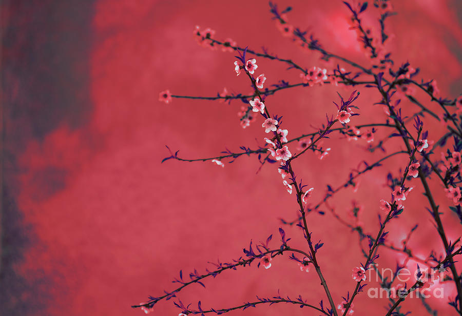 Spring blossom border over red arty textured background. Chinese Photograph by Jelena Jovanovic