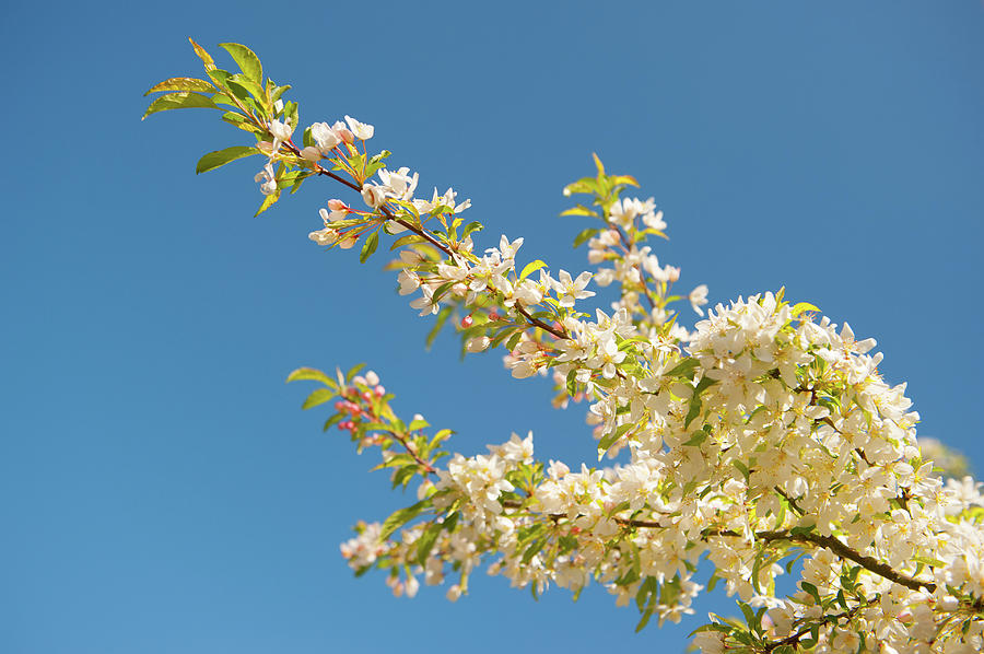 Spring Blossom Branch Photograph by Helen Jackson